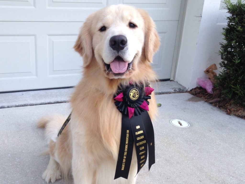 Conformation Mid Florida Golden Retriever Club - 