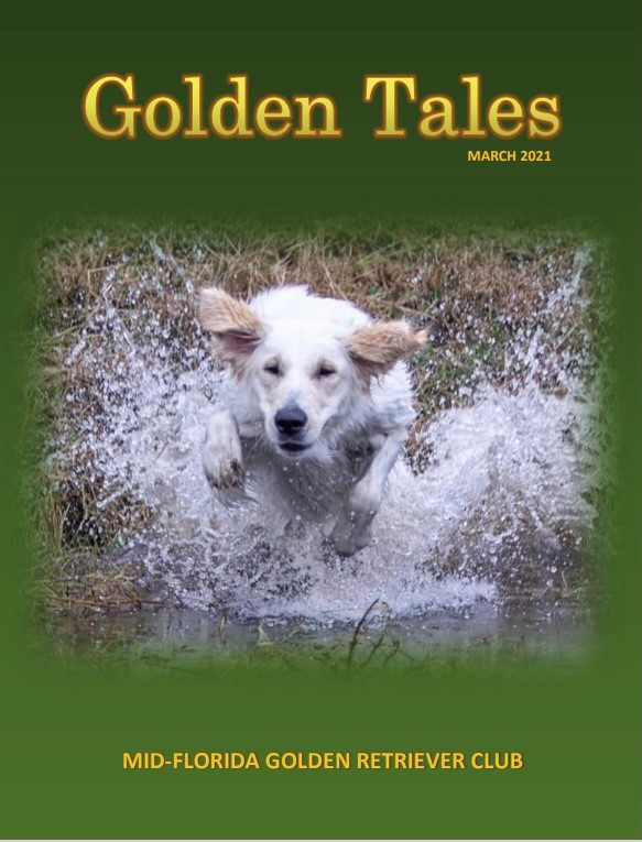Mid Florida Golden Retriever Club Encourages Ownership And Promotes This Purebred Breed